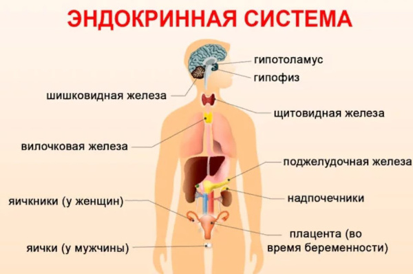 Заболевания эндокринной системы, нарушения. Симптомы, список болезней