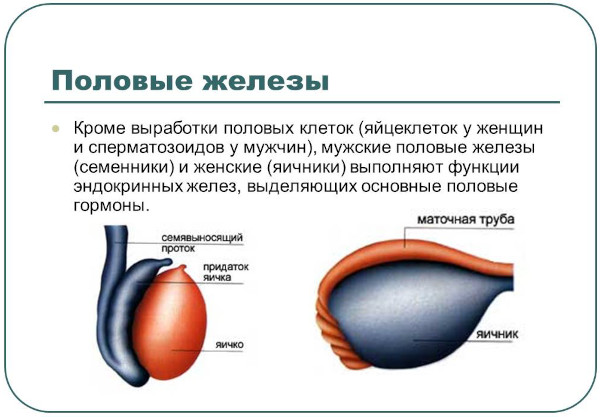 Заболевания эндокринной системы, нарушения. Симптомы, список болезней