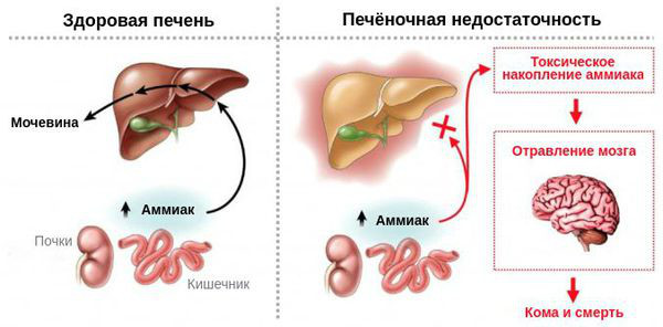 Алфупрост МР (Alfuprost MR). Инструкция по применению, цена, отзывы