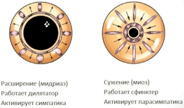 Анизокория это что в медицине. Причины, симптомы