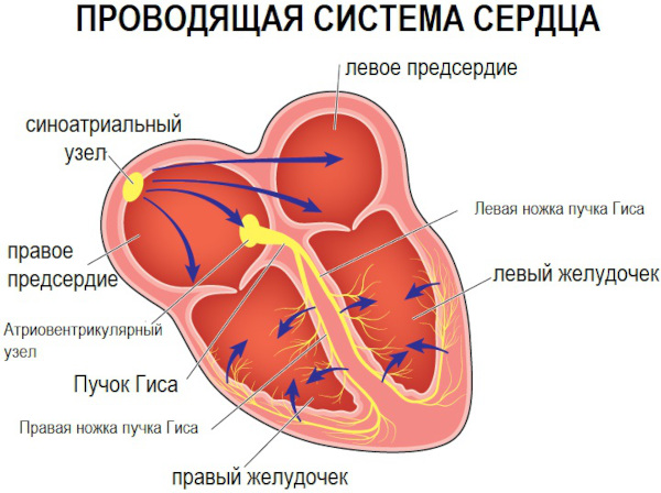 Антиаритмические препараты. Классификация, классы, механизм действия