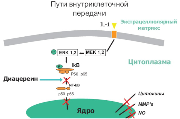 Артродарин (Artrodarin). Инструкция по применению, цена, отзывы