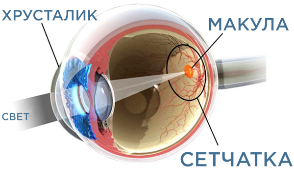 Дегенерация макулы (желтого пятна) и заднего полюса