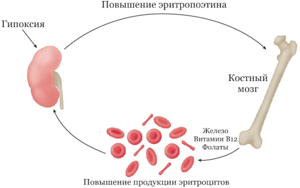 Эритропоэтин (Erythropoietin). Инструкция по применению, цена, отзывы