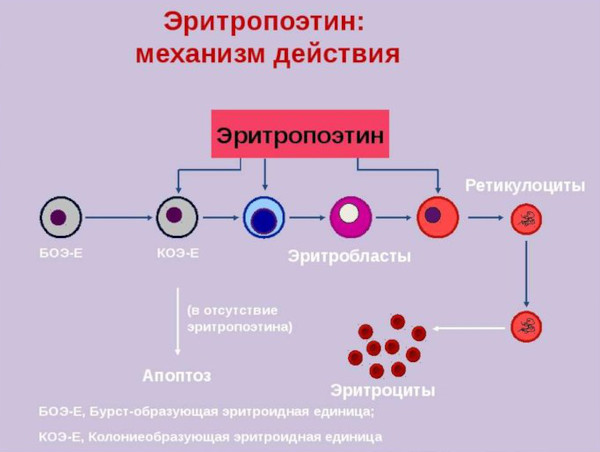 Эритропоэтин (Erythropoietin). Инструкция по применению, цена, отзывы