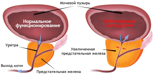 Корнам (Kornam). Инструкция по применению, цена, отзывы