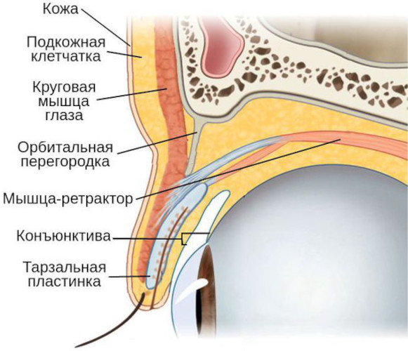 Лагофтальм это что в офтальмологии. Лечение