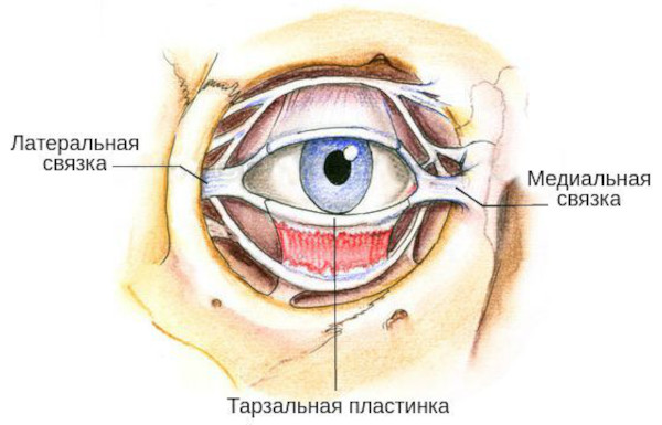 Лагофтальм это что в офтальмологии. Лечение