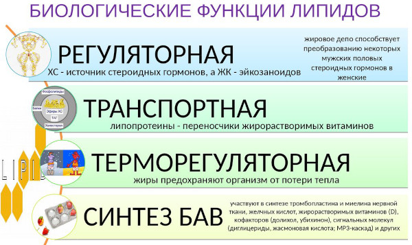 Нарушение липидного обмена. Что это такое, как лечить