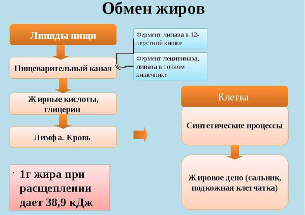 Нарушение липидного обмена. Что это такое, как лечить