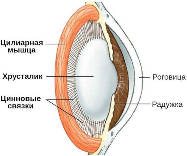 Пресбиопия глаз. Что это такое у взрослых, как лечить