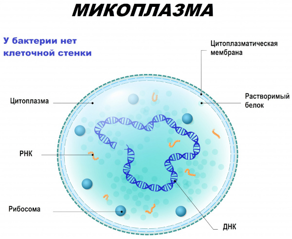 Респираторный микоплазмоз у взрослых. Симптомы, лечение