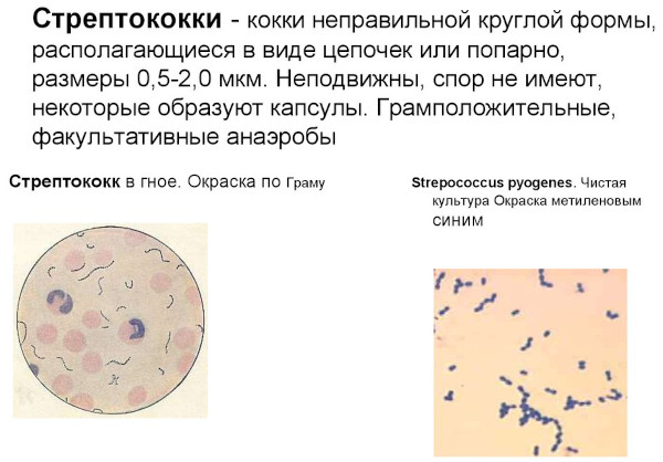 Стрептодермия. Что это такое, заразно или нет