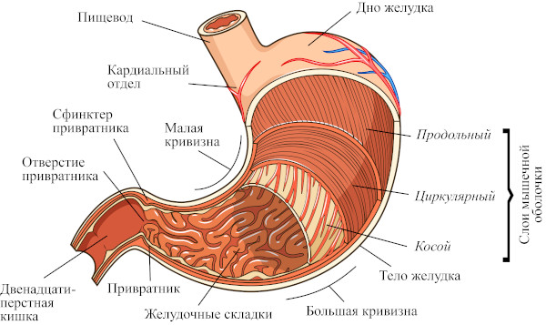 Трихобезоар желудка. Что это такое, симптомы, лечение