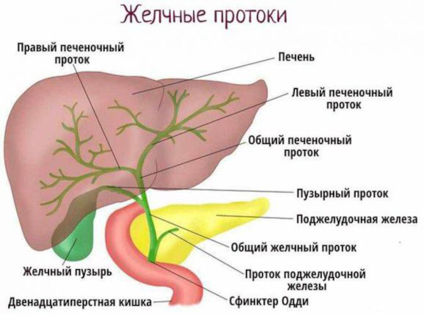 Билиарный цирроз печени. Что это такое, симптомы, лечение