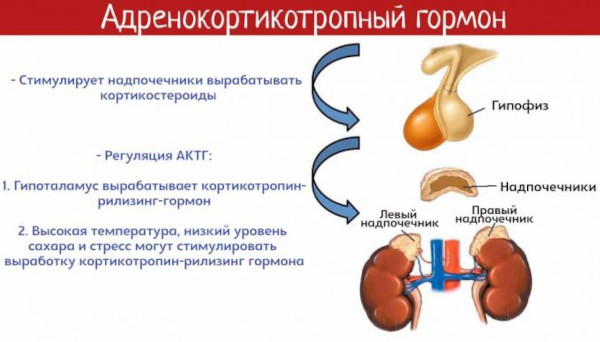 Болезнь Аддисона (бронзовая). Что это такое, симптомы