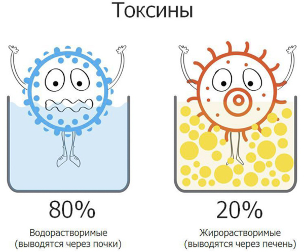 Детокс. Это что такое простыми словами в питании