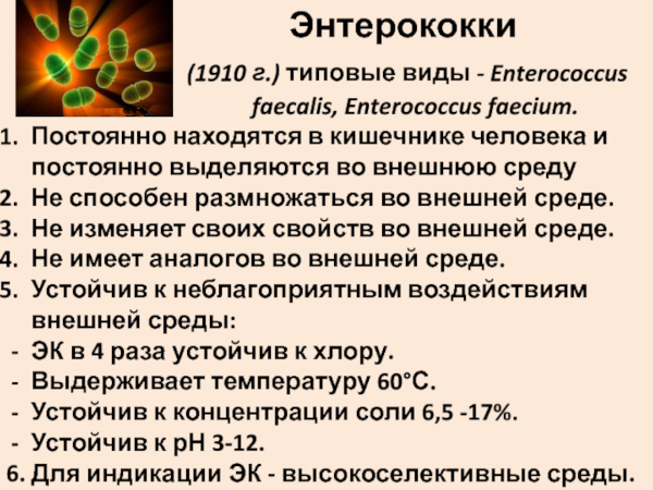 Enterococcus Faecalis (фекальный энтерококк) в мазке у женщин