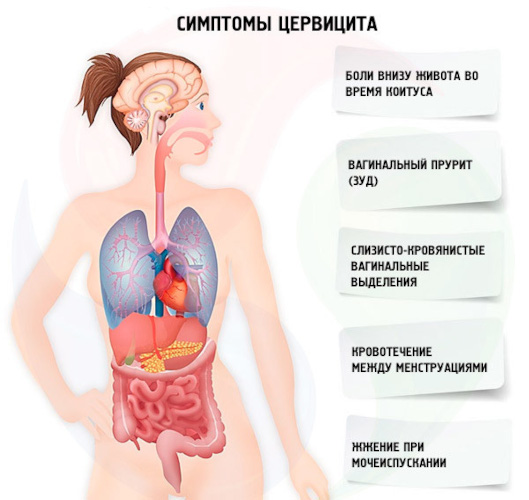 Enterococcus Faecalis (фекальный энтерококк) в мазке у женщин