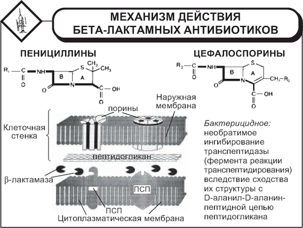 Пенициллины антибиотики для детей. Список препаратов