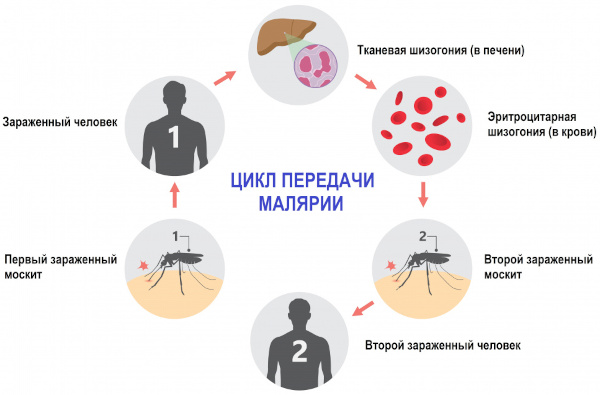 Протозойные инфекции. Что это такое, симптомы