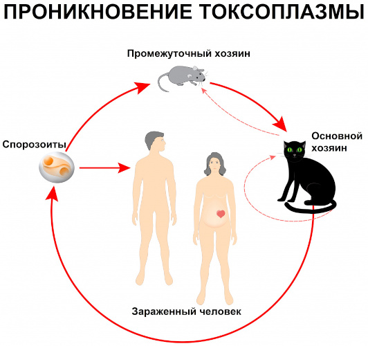 Протозойные инфекции. Что это такое, симптомы