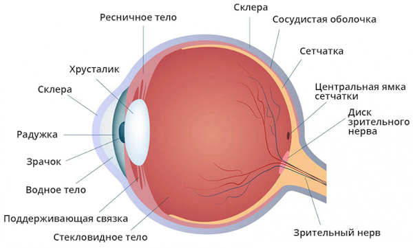 Симпатическая офтальмия. Что это такое, клинические рекомендации