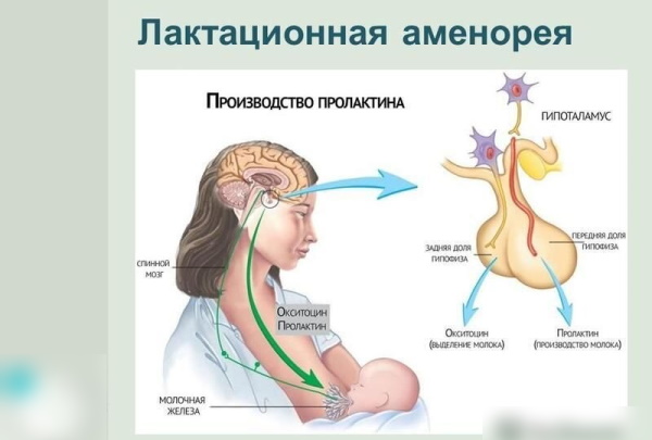 Лактационная аменорея. Что это такое, лечение