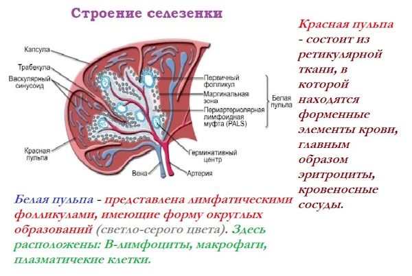 Селезенка болит. Причины у женщин, лечение