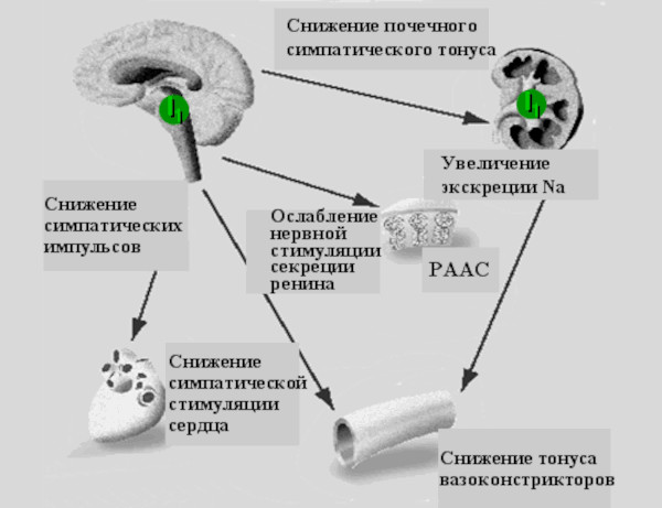 Альбарел (Albarel). Инструкция по применению, цена, отзывы