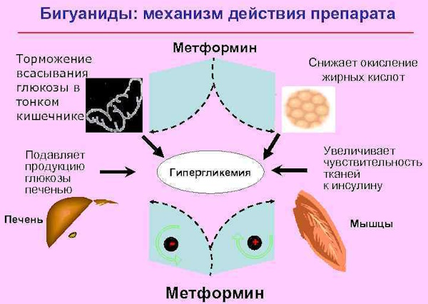 Бигуаниды препараты. Механизм действия, список, цена