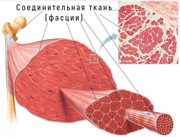 Миофасциальный массаж. Что это такое, для чего нужен