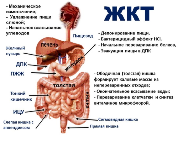 Терминальный илеит что это такое. Клинические рекомендации