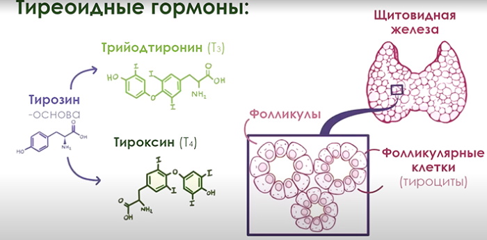 Узловой зоб щитовидной железы у взрослых. Клинические рекомендации