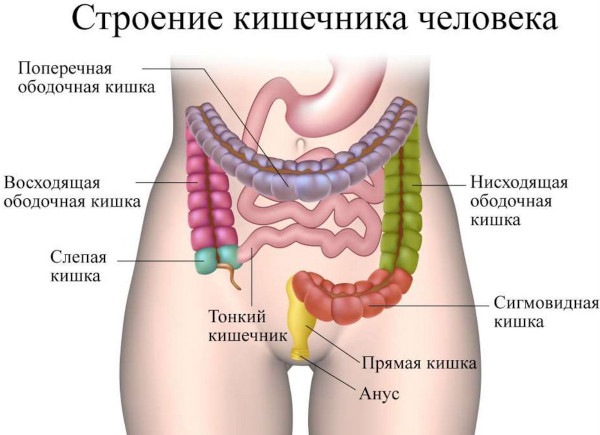 Воспалительные заболевания толстого кишечника. Симптомы, лечение