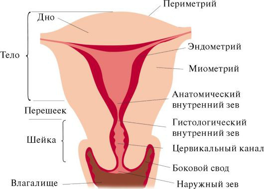 Заболевания матки у женщин. Виды, симптомы, названия