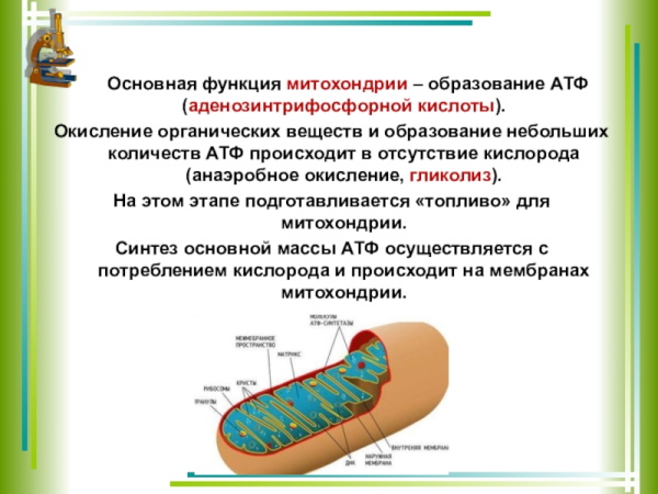 Октолипен (Octolipen) капельница. Инструкция, для чего, отзывы