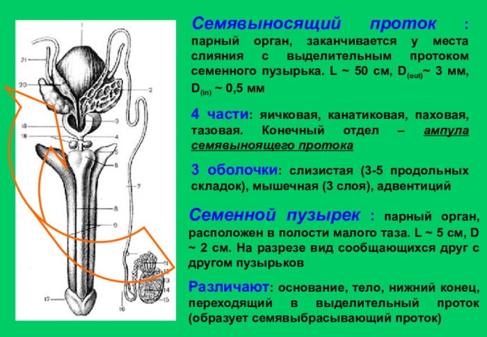 Отсутствие эякуляции (нет спермы, не выделяется). Лечение аспермии у мужчин