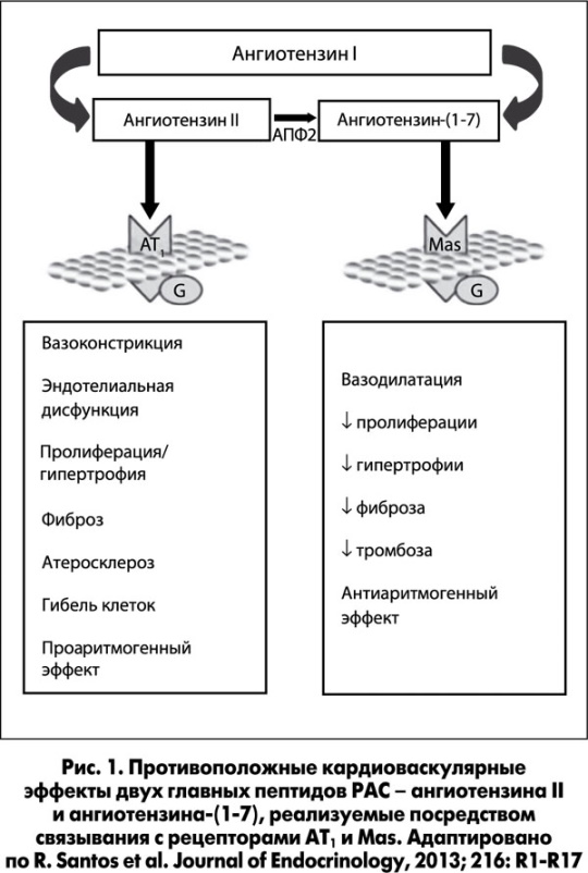 Рамиприл (Ramipril). Инструкция по применению, цена, отзывы