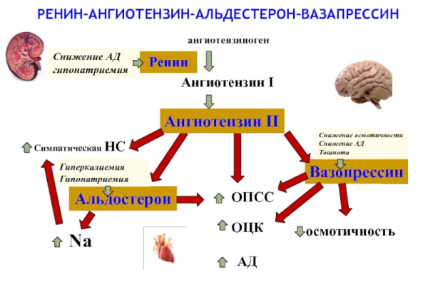 Рамиприл (Ramipril). Инструкция по применению, цена, отзывы