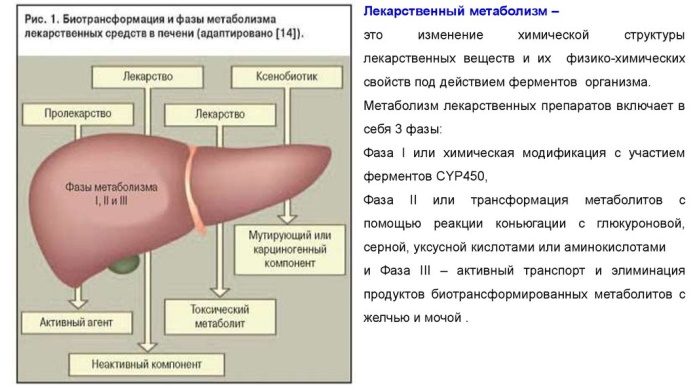 Рамиприл (Ramipril). Инструкция по применению, цена, отзывы