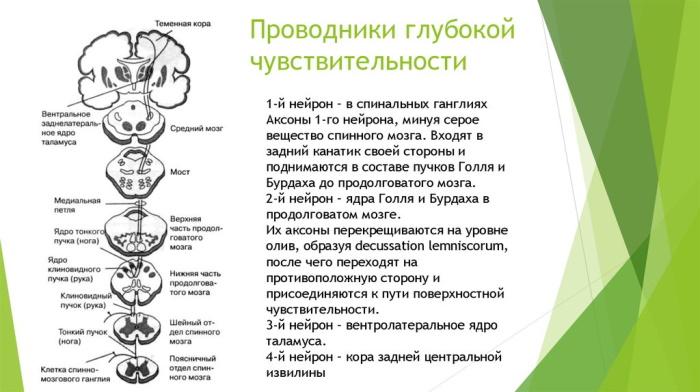 Спазмалгон и аналоги дешевле по составу. Список