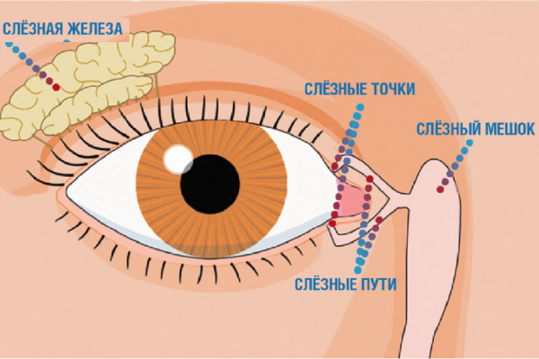 Воспаление слезного канала. Лечение ребенка, взрослого