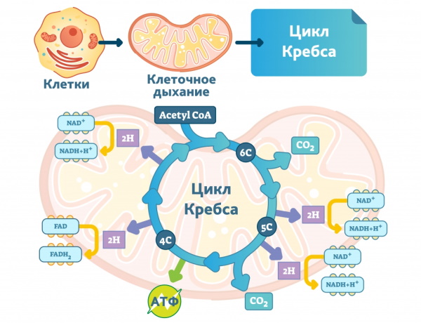 Тиотриазолин (Thiotriasoline) таблетки. Инструкция по применению