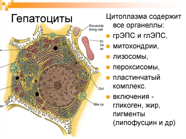 Тиотриазолин (Thiotriasoline) таблетки. Инструкция по применению